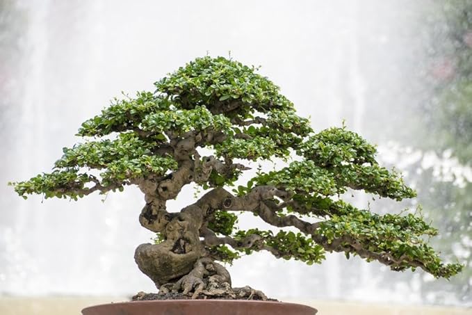 Gardenera Professional Potting Mix for Bonsai Trees - Nutrient-Rich Blend for Vibrant Bonsai Trees - 4 Quart