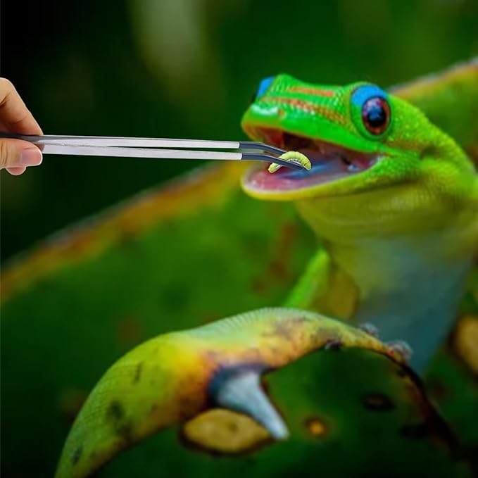 2Pcs Reptile Feeding Tong with Rubber Tip Aquarium Tweezers Stainless Steel Straight Curved Feeding Tong Long Handle Terrarium Feeder Tool for Tank Lizards Bearded Dragon Spider Snake