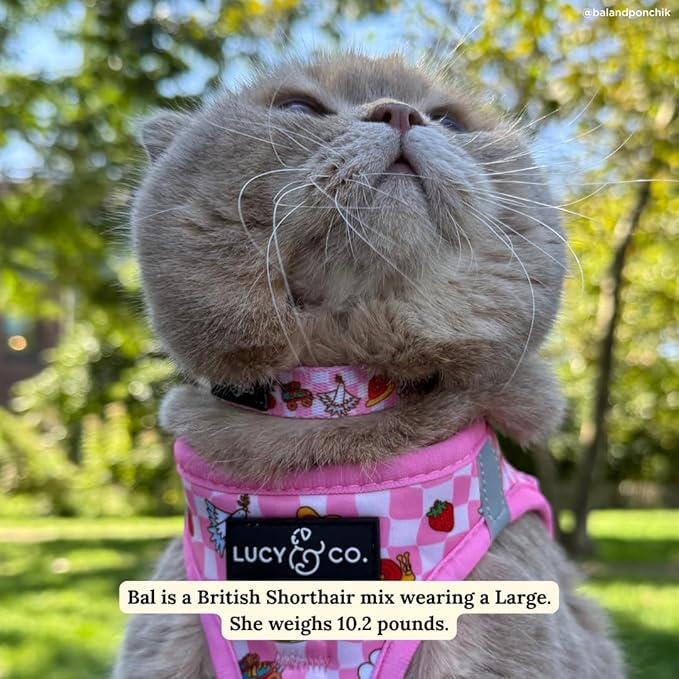 Lucy & Co. Cutie Patootie Breakaway Cat Collar with Bell – Designer Print Adjustable Safety Collar for Cats, Kittens & Small Dogs, Lightweight Pet Collar for Boy & Girl Cats – Small