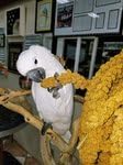 Birds LOVE Wholesome & Lovely Spray Millet | GMO Free (No Stems Only Edible Tops) for Parrots Birds Cockatiel Lovebird Parakeet Finch Canary All Parrots Healthy Treat -25lbs