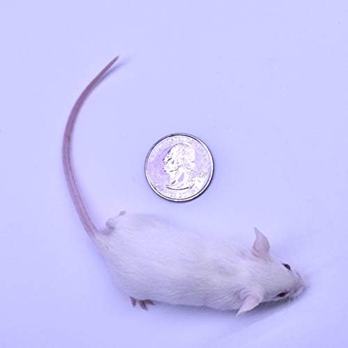 MiceDirect EST. 2003 50 Frozen Mice Combo Pack of 25 Weanlings and 25 Small Adult Feeders Snake Food for Adult Sand Boa Corn Milk Snakes (2-3 in)(800 Grams Min)