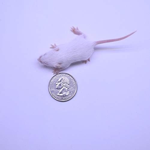 MiceDirect EST. 2003 200 Frozen Mice Combo Pack of Small Fuzzies and 100 Feeders Snake Food for Corn Snakes Ball Pythons Lizards (.5-1.5 in)(700 Grams Min)
