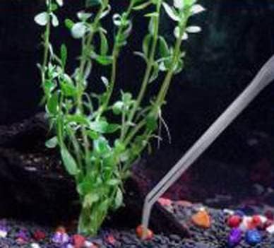 A2Z-Aquascaping Maintenance Tools Accessories,Anti-Rust Stainless Steel Tweezers Scissors Spatula for Aquarium Tank Clean, Fish Tank, Bonsai, Algae Scrapers (12" Serrated Tweezers - Angled)