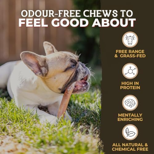 Bully Bunches Premium 6 Inch Thick Odour-Free Bully Sticks for Small & Medium Dogs - Consistently Sized, Long Lasting Chews for Oral Care - All Natural & Single Ingredient, 100% Beef Dog Treat (5 Pk)