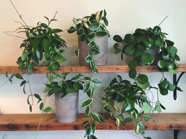 Gardenera Hoya Plant Premium Potting Mix - 2 Quart - Optimal Balance for Thriving Hoyas: Air, Moisture, and Nutrient Retention