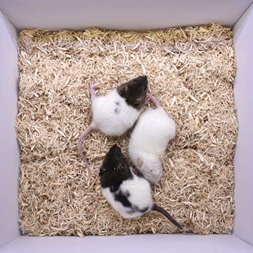 MiceDirect- Rat Weanlings- Fresh Fast Frozen Food Feeders for SubAdult Ball Python Red Tail Boa Monitor Lizard Birds of Prey Pet Reptiles (3.5-4.5 (Pack of 100))
