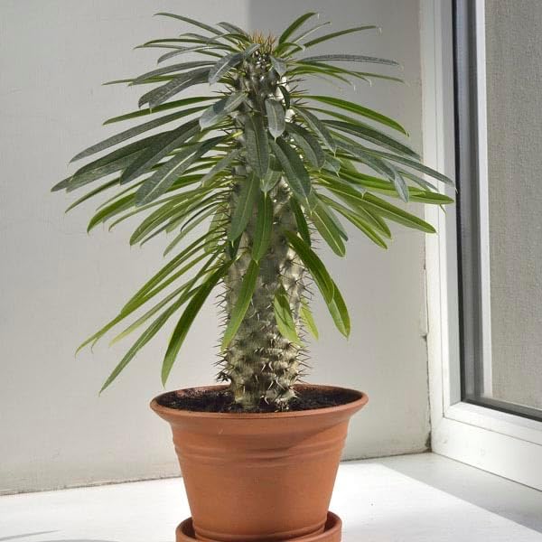 Gardenera Madagascar Palm Potting Mix - Unlock Robust Growth and Striking Form with Our High-Performance Formula - 20 Quart