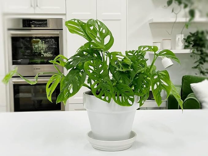 Gardenera Premium Swiss Cheese Plant Potting Mix - Monstera Deliciosa Blend for Optimal Nutrients and Drainage for Healthy Growth - 3 Quart