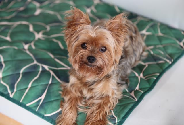 Waterproof Blanket, 29" x 34” - Seat Cover for Dogs and Pets. Ideal for Small and Medium Pet Crate Blankets, Settle mat, Diaper Changing and Playmat for Babies