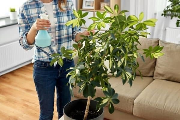 Premium Potting Mix for Umbrella Plants by Gardenera - Unlock The Secret to Healthy and Vibrant Foliage - 2 Quart
