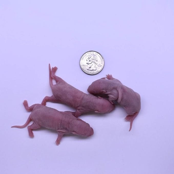 MiceDirect EST. 2003 20 Frozen Rat Combo Pack 10 Rat Pinkies and 10 Rat Fuzzies Feeders Snake Food for Baby Ball Pythons and Boas (.5-2.5 in)(120 Grams Min)