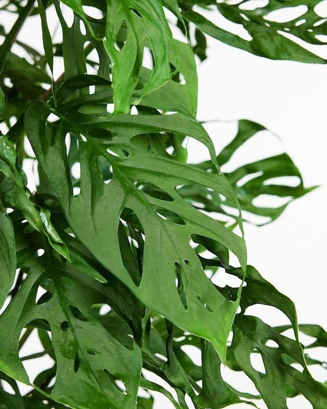 GARDENERA Monstera Adansonii Premium Soil Blend - 10 QT - Promote Aeration, Drainage & Nutrient Retention - (2 Bags of 5 Quart)