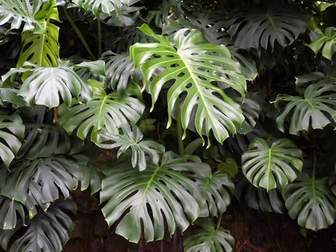Premium Monstera Borsigiana Potting Mix - Retains Moisture and Promotes Root Growth by Gardenera - 5 Quart