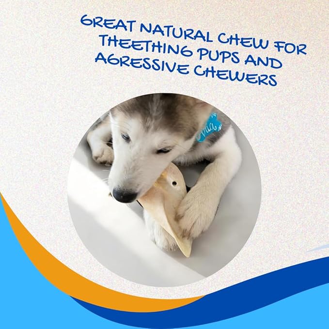 Brazilian Pet 100% Natural - Over 5 inches- Real Cow Ears Prime Dog Chews, Free Range Grass Fed Cattle (100 Count)