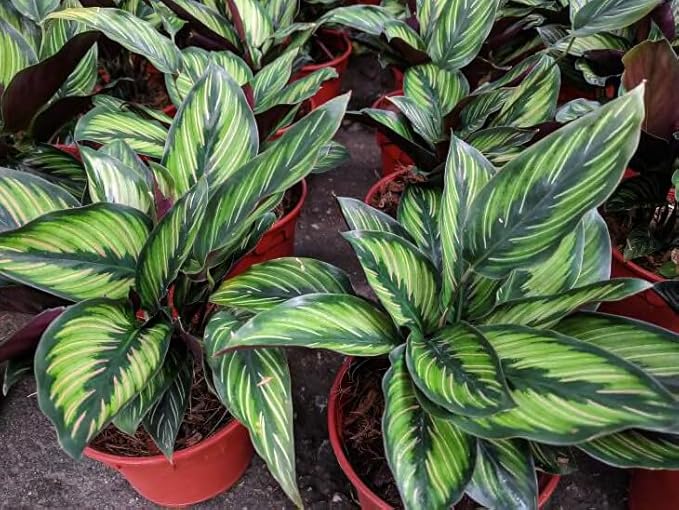 Gardenera Calathea Plant Potting Soil - All-Natural Blend for Thriving Calathea Plants - Boosts Root Health and Distinctive Foliage - 10 Quart