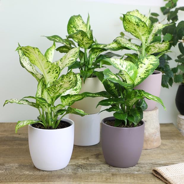 Gardenera Premium Dumb Cane Potting Soil Mix - Ideal Blend for Growing Robust and Healthy Dumb Cane Plants - 20 Quart