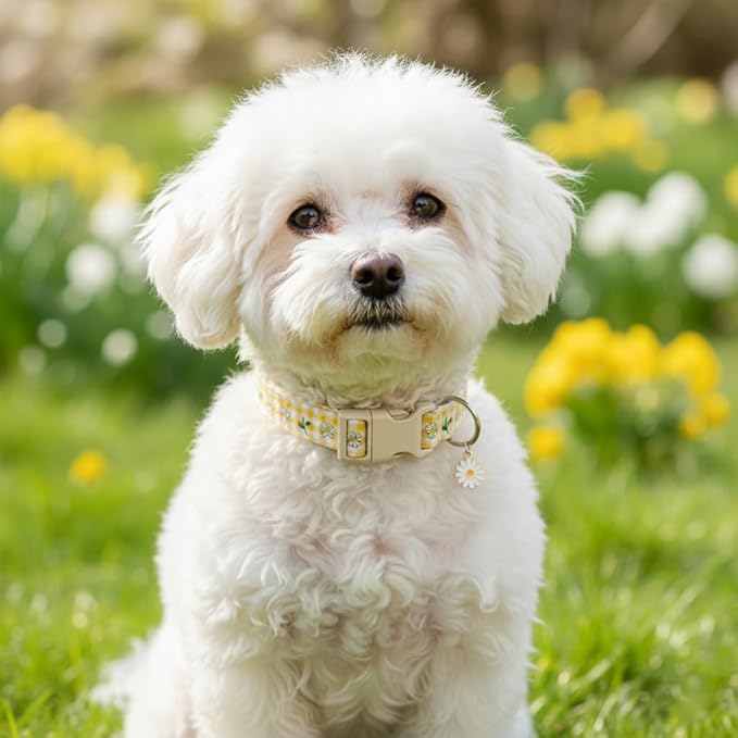 Cute Dog Collar, Yellow Plaid Dog Collar with White Floral Pattern, Spring Summer Design Floral Collar for Girls Boys Extra Small Dogs, Yellow Checkered Daisy, XS