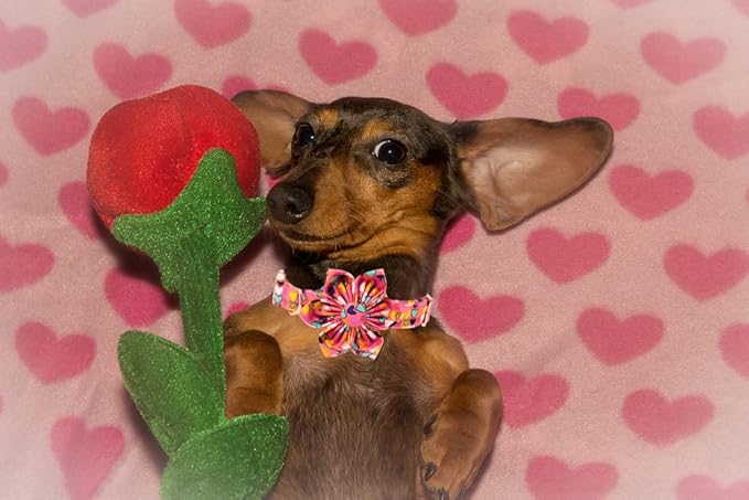 Lionheart glory Easter Dog Collar with Flower Carrot Print Dog Collar Girl Soft Durable Adjustable Collar Flower Spring Collar Dog Bow for Large Dogs