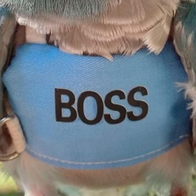 Bird Flight Harness Vest, Parrot Flight Suit with Leash, Bird Flying Clothes with Rope and Handle for Outdoor Activities (2M)