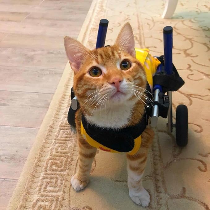 Walkin' Wheels Lightweight – for Small Cats 2 to 20 Pounds – Veterinarian Approved – Cat Wheelchair for Back Legs, for Cats 11-20 lbs, 3-6 inches Leg Height – Pink