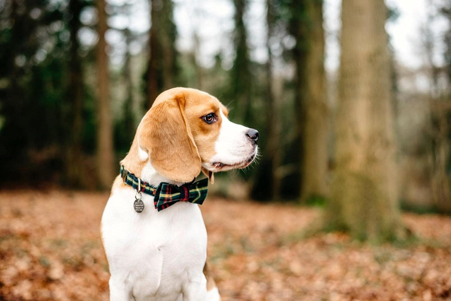 Lionet Paws Christmas Dog Collar with Bowtie Durable Adjustable Handmade Comfortable Bow Tie Dog Collar Green with Metal Buckle for Medium Dogs,Girl Boy,Party,Festival,Holiday Style,Neck 13.5-22in