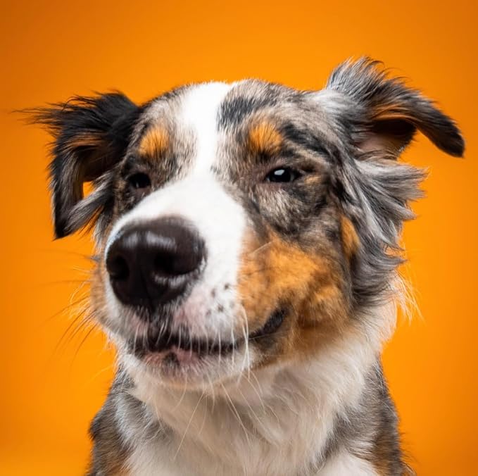 Nom Nom Beef Jerky Treats - All-Natural Dog Snacks for Training, Rewards, and Mealtime Toppers - Non-GMO, No Fillers, Preservatives or Added Ingredients - Prepared in the USA for Dogs