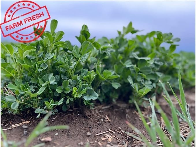 Bunny Honey Organic Alfalfa Hay for Bunnies 12 lb Dim wt/5 lb High-Protein & Calcium, Supports Growth & Dental Health, Fresh & Nutritious