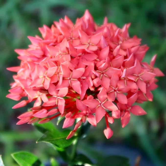 Gardenera Ixora Potting Mix - Promote Strong Roots and Abundant Flowers with Our Premium Blend - 4 Quart