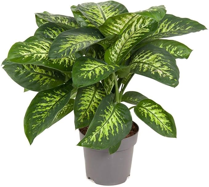 Gardenera Premium Dumb Cane Potting Soil Mix - Ideal Blend for Growing Robust and Healthy Dumb Cane Plants - 5 Quart