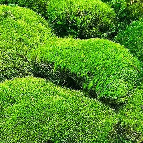 Preserved Pole Moss Pillow Bun Cushion Natural Green Decorative Real Natural Green DIY Kit Terrariums Gardenning Art Wall Decor Florist Decor Easter Table Decor Wedding(13.5 sq.ft., Green-B)