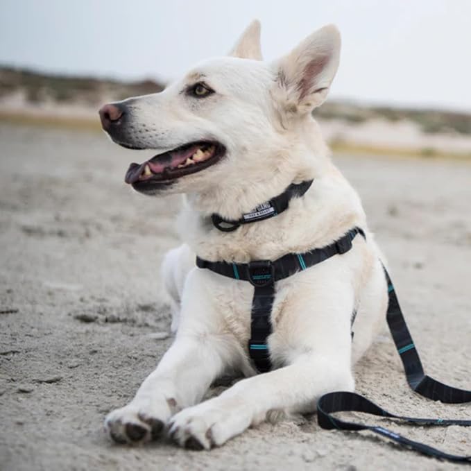 Wolfgang Heavy Duty Adjustable Dog Harness, Pull-Tested to Over 800 lbs for Walking & Training, NightOwl Print, Medium