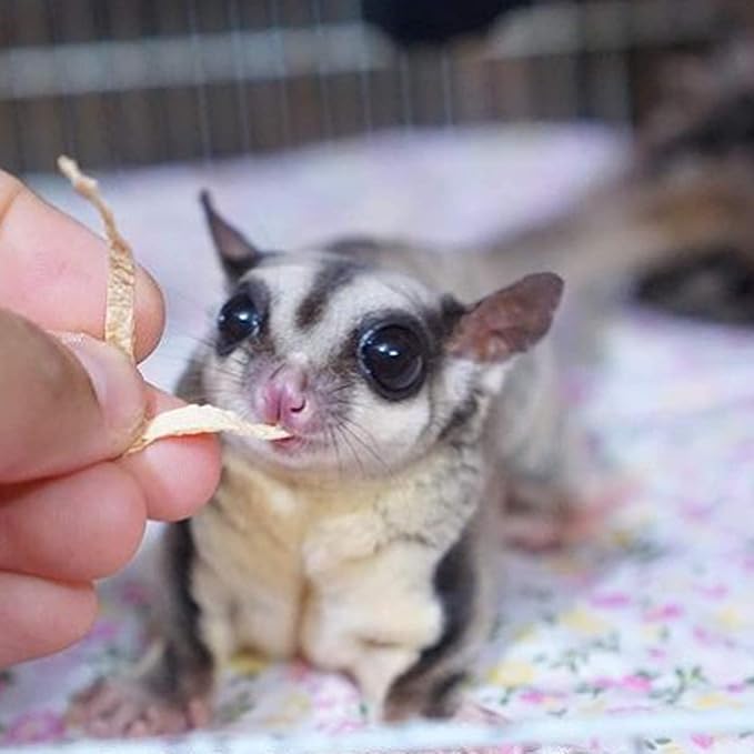 Exotic Nutrition Omega YUMS Fish Stick Treat for Sugar Gliders | All Natural & Made with Real Fish (1)