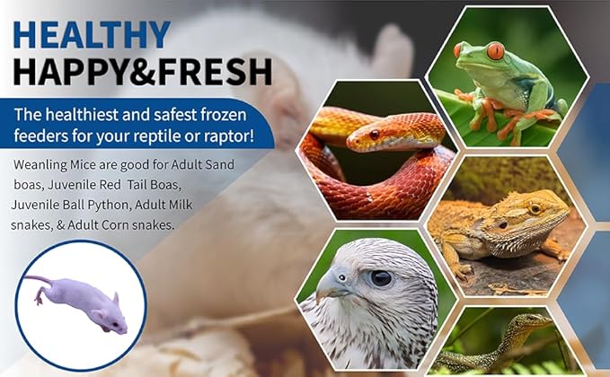 MiceDirect EST. 2003 25 Frozen Mice Weanling Feeders Snake Food for Juvenile Red Tail Boas Ball Python Adult Milk Snakes Corn Sand Boa (2-2.5 in) (325 Grams Min)