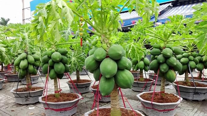 Premium Papaya Plant Soil Mix by Gardenera - Stimulate Growth and Elevate Fruitfulness with Nourishing Formula - 5 Quart