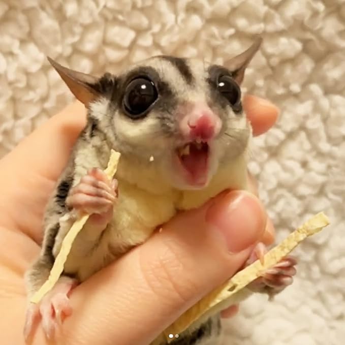 Omega YUMS Fish Stick Treat for Sugar Gliders | All Natural & Made with Real Fish 2 oz