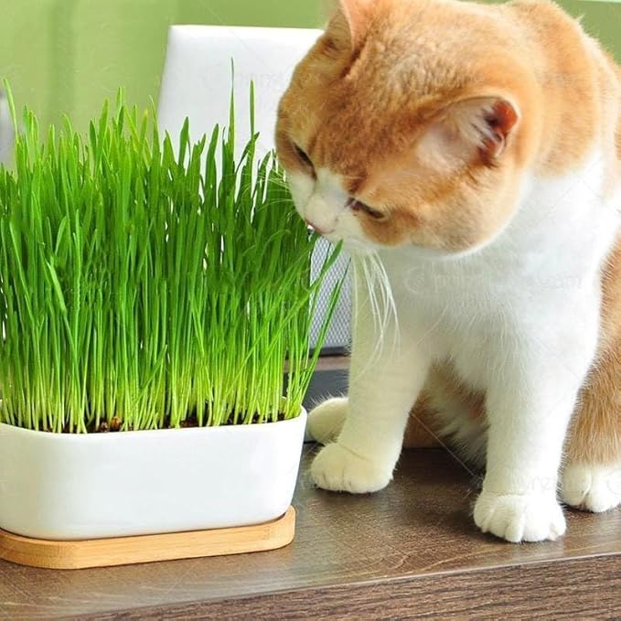 Premium Cat Grass Potting Mix by Gardenera - Enhance Your Cat's Digestive Health Naturally - 5 QUARTS