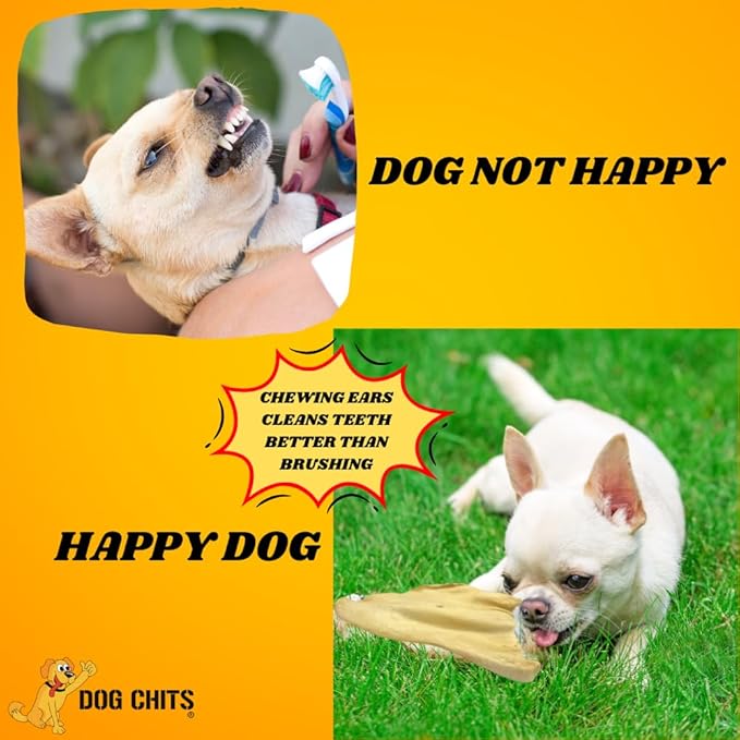 Dog Chits Cow Ears for Dogs – All Natural Cow Ear Dog Treats & Training Chews – High Protein, Low Fat – Thick Cut, Half Ears – Dental Clean Crunch – Ideal for Medium & Large Dogs – Large, 10 Pk