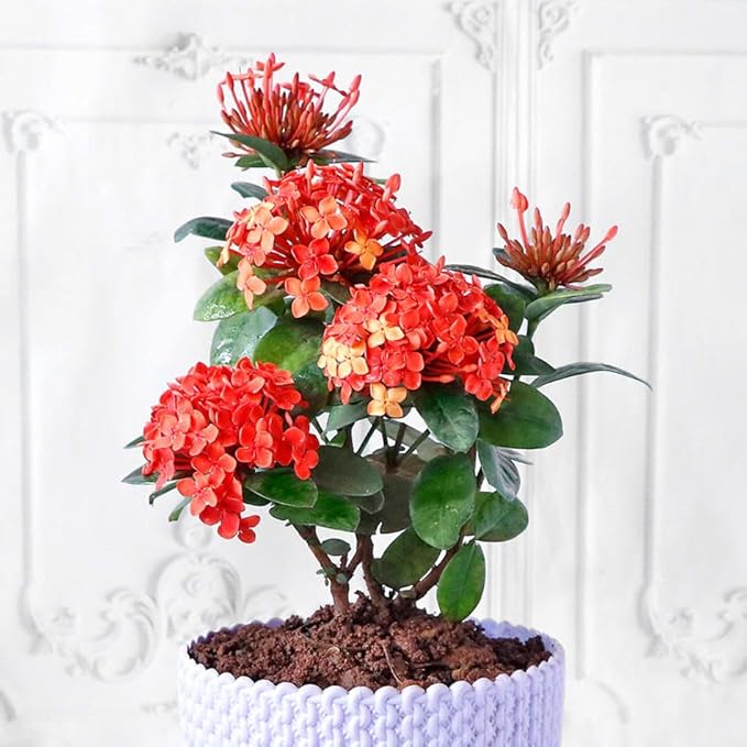Gardenera Ixora Plant Potting Mix - Unlock Robust Growth and Stunning Flowers with Our High-Performance Formula - 20 Quart