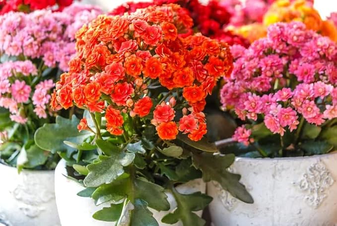 Gardenera Kalanchoe Plant Premium Potting Mix - 10 Quart - Optimize Growth with Natural Ingredients (2 Bags of 5 Quart)