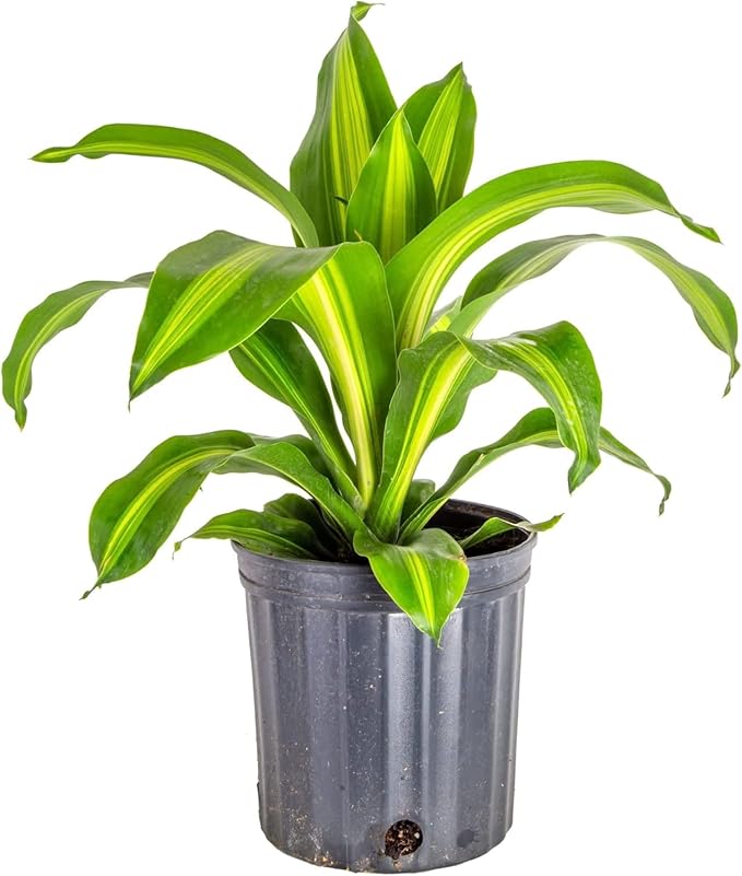 GARDENERA Premium Dracaena Potting Soil Mix - (2 Quart Bag)