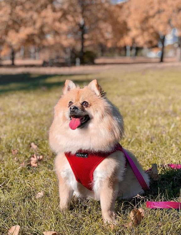 Puppia Soft Dog Harness, Wine, Small (PDCF-AC30-WN-S)