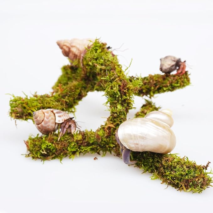 Hermit Crab Accessory, 6 Inch Adjustable Shape Versatile Hermit Crab Climbing Toy, Mini Hide