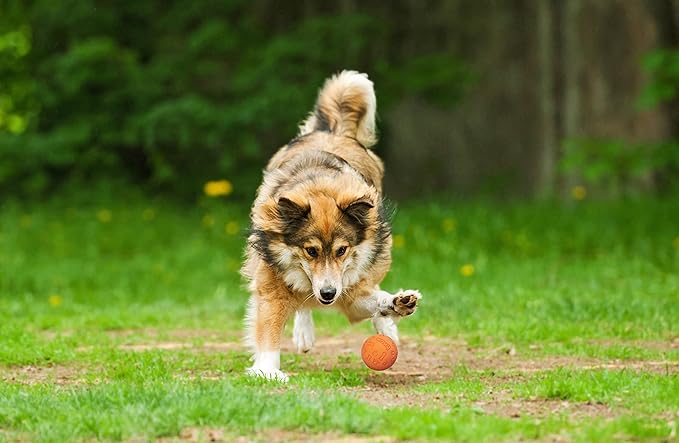 Snug Rubber Dog Balls for Small and Medium Dogs - Tennis Ball Size - Virtually Indestructible (3 Pack - Orange)