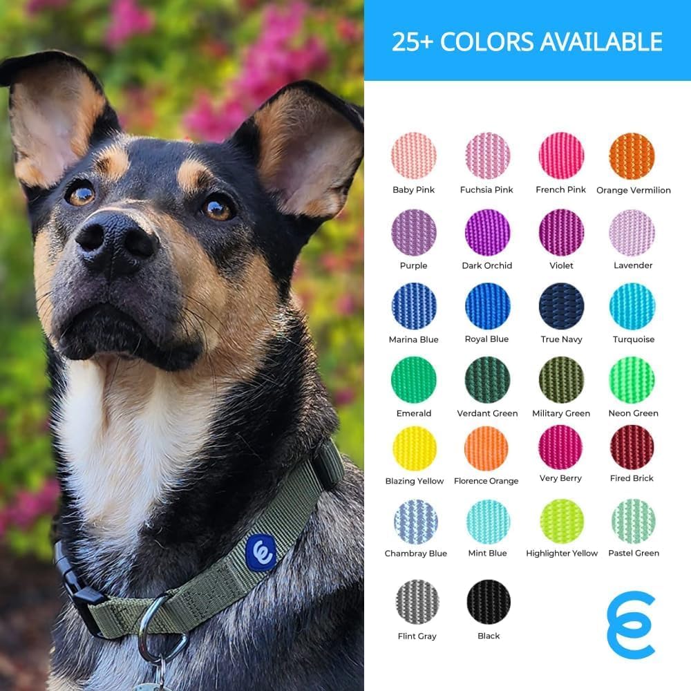 Blueberry Pet Essentials Medium Dog Collar in Royal Blue | Adjustable & Eco-Friendly Durable Nylon Strap | Classic Collar for Medium Dogs, Boy & Girl Pets