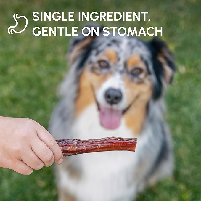 Downtown Pet Supply USA Sourced Bully Sticks for Dogs - Grass-fed Beef Chews, Low-Odor & Rawhide-Free, Long Lasting Dog Treats - Healthy, Safe & Delicious Chews (12" 50 Pack)