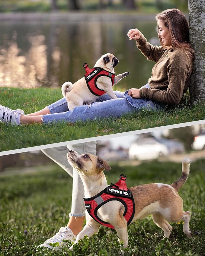 FAYOGOO Service Dog Vest for Small Dogs - Lightweight Dog Harness with 6PCS Removable Patches - Puppy Harness and Leash Set for Walking,Training