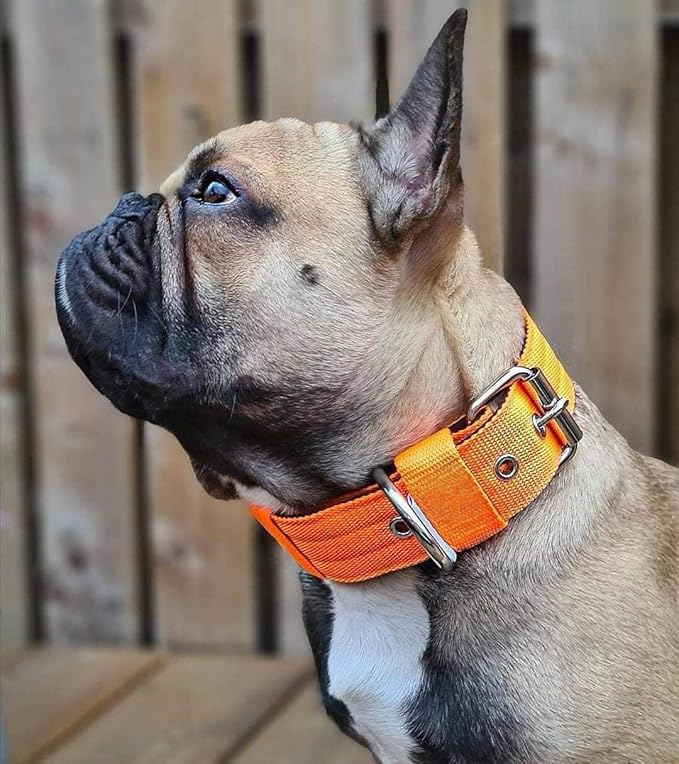 Heavy Duty Tactical Dog Collar - 1.5" Width Military Durable Thick Nylon with Adjustable Metal D Ring & Buckle Working Training K9 Collar for Medium Large Dogs (M(17"-20"), Orange)