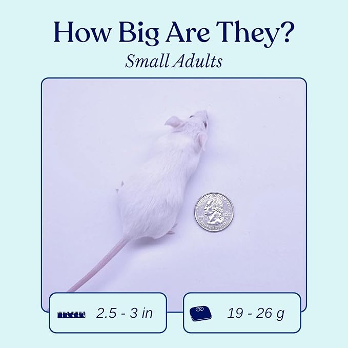 MiceDirect EST. 2003 25 Frozen Mice Small Adult Feeders Snake Food for Juvenile Red Tail Boas Ball Pythons Adult Sand Boas Milks Corn (2.5-3 in) (475 Grams Min)