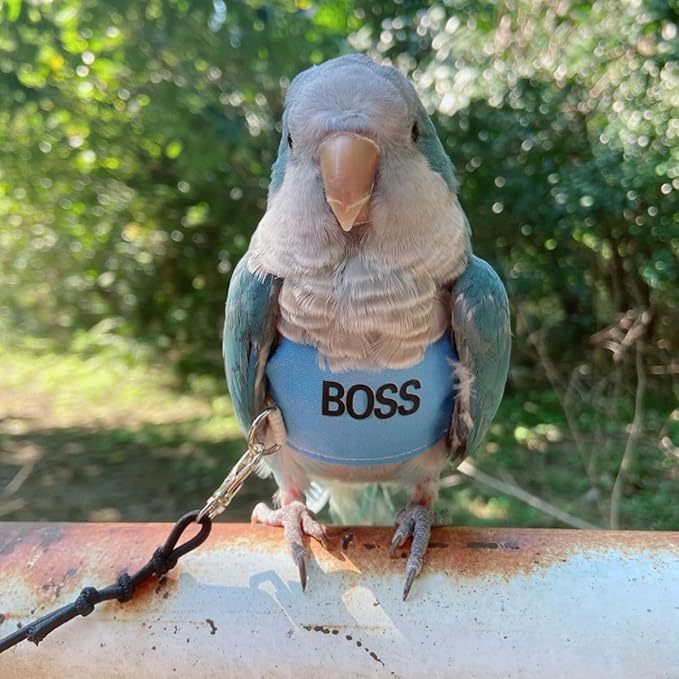 Bird Flight Harness Vest, Parrot Flight Suit with Leash, Bird Flying Clothes with Rope and Handle for Outdoor Activities (XS)