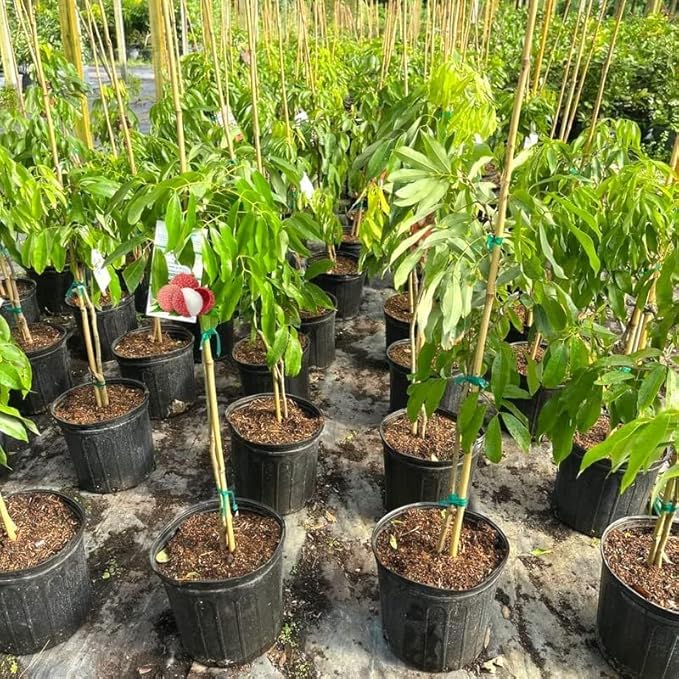 GARDENERA Premium Lychee Potting Soil Mix - Perfect Balance of Nutrients, Drainage, and Aeration for Thriving Lychee Trees - 5 Quart